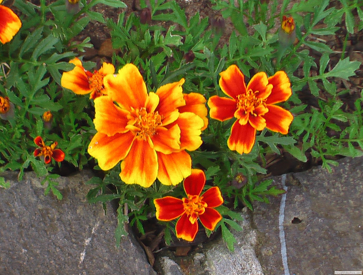 brownyellowpansie