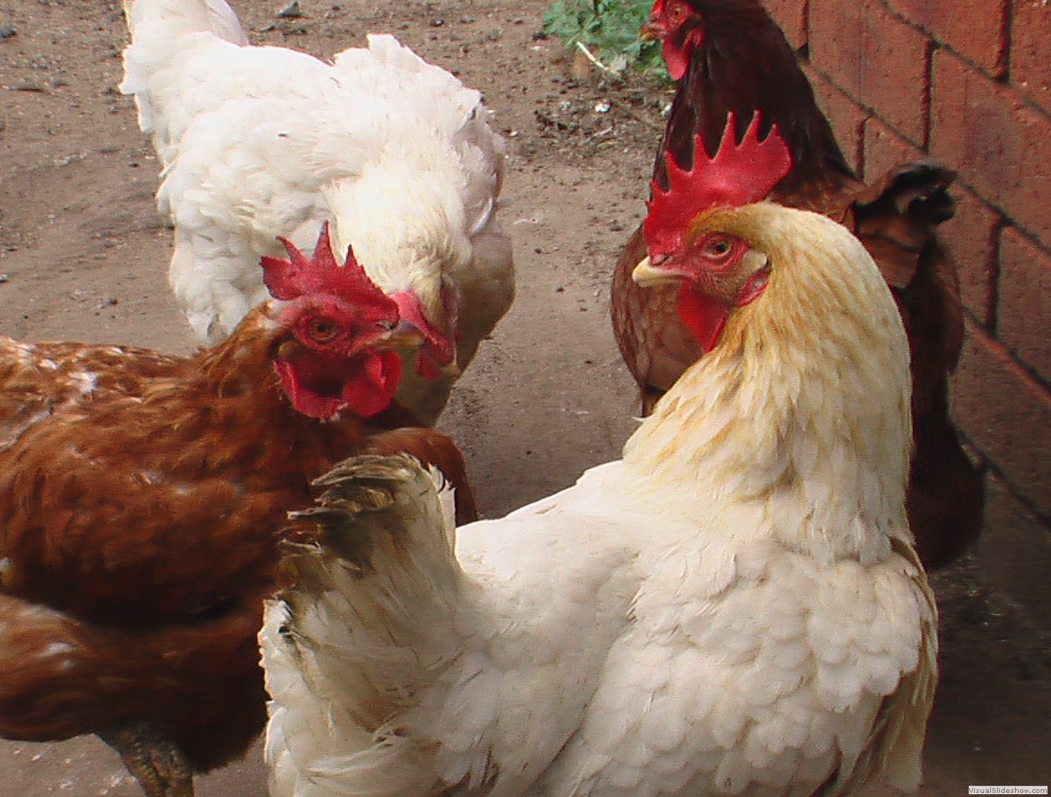 chooks