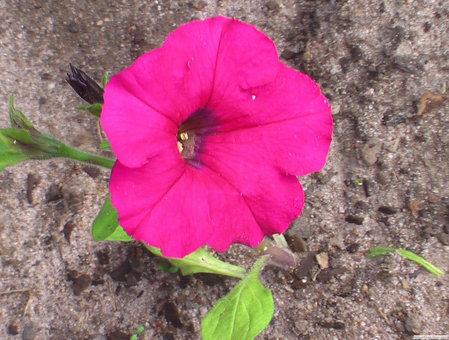 pinkflower