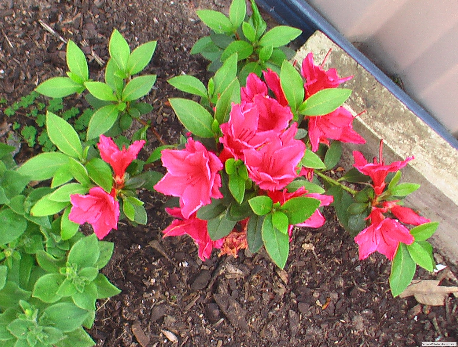pinkflowers