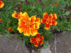 brownyellowpansie