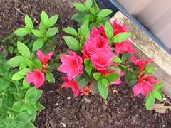 pinkflowers